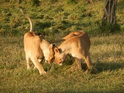 Lionesses in Kenya