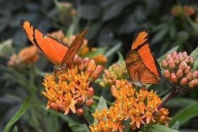 close-up view of orange Butterflies on flowers bloom