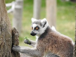 eating ring tailed lemur