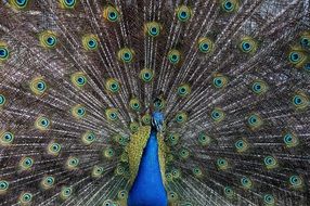 turquoise peacock