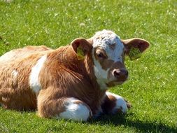young resting calf on the meadow