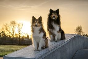 portrait of atting shelties