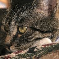 face of Mackeral Cat, detail