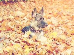 german shepherd in autumn foliage