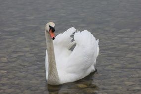 Swan is swimming in the lake