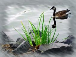 Landscape of wild duck in a river