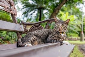 cute lovely Thailand cat