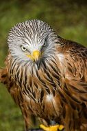graceful bird of prey