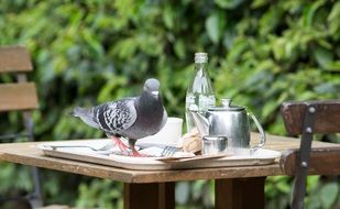 pigeon on the table