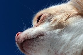 Side Profile of Dog Chihuahua