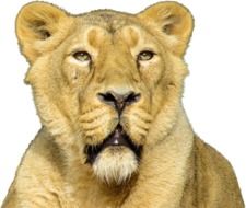 portrait of a wild red lion