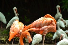 white birds and pink flamingos on the island