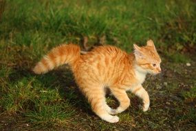 frolicking red tabby kitten