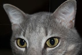 portrait of a gray cat with green eyes on a black background