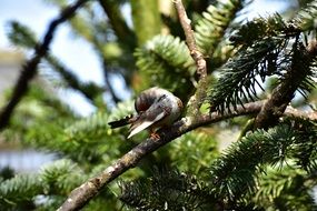 macro view of little bird sitting on a tree