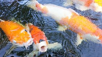 fish floats in an aquarium