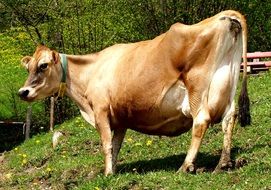 beautiful red Cow on hill side