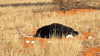 an ostrich is hatching eggs in a national park in Africa