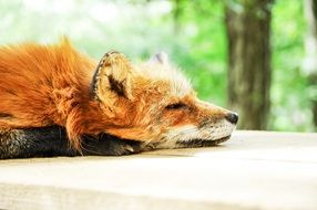 red fox sleeping on a table on a background of trees