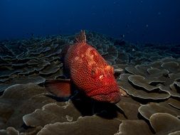 Red grouper fish