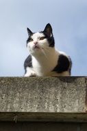 black and white cat on the roof of a building