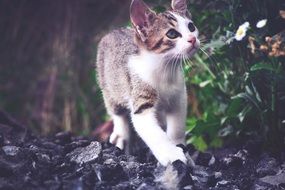 kitten in the forest