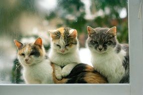 three cats outside the window