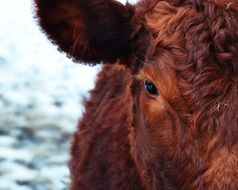 brown curly cow head