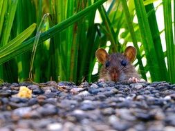 Mammal in the grass