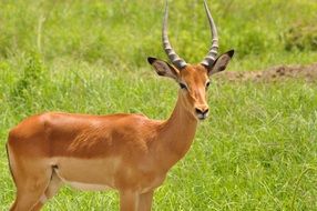 Impala, red antelope in wild