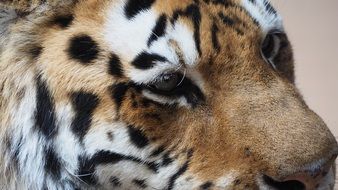 portrait of a tiger
