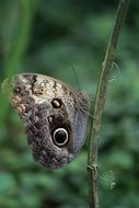 butterfly with eyespots in the wild forest