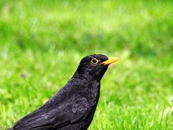 black songbird on green grass