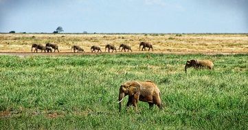 herd of elephants in east africa