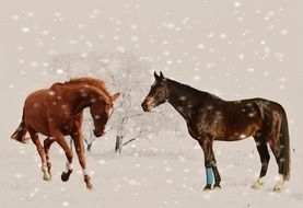 farm horses in snowfall