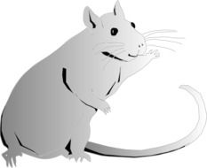 cute rat, gray rodent drawing