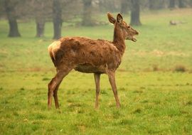 Wild deer outdoors