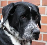 Dog Hybrid