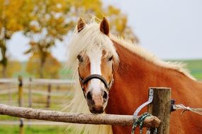 graceful farm horse in the paddock