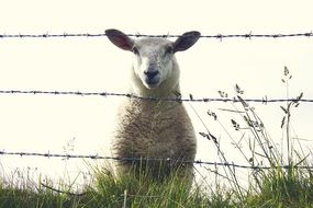 gorgeous Sheep Ireland