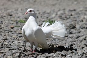 beautiful white dove