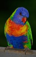 perched rainbow lorikeet