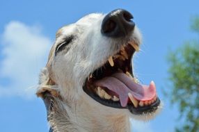 tired spanish greyhound