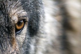 eye of a gray wolf close up on a blurred background