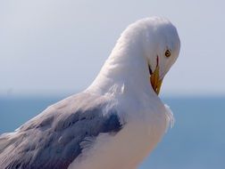 Seagull in spring