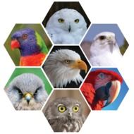 variety of rare birds