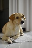the dog lies on the floor in the house