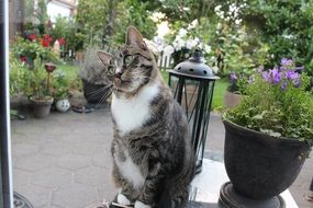 curious cat in the park