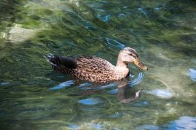 mallard swimming in the pond