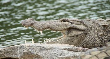 crocodile with open mouth in water
